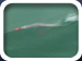 Ballyhoo Swimming on a Chin Weight