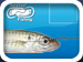 Cigar/Sardine Rig