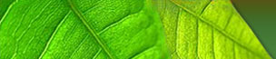 Panama Leaf