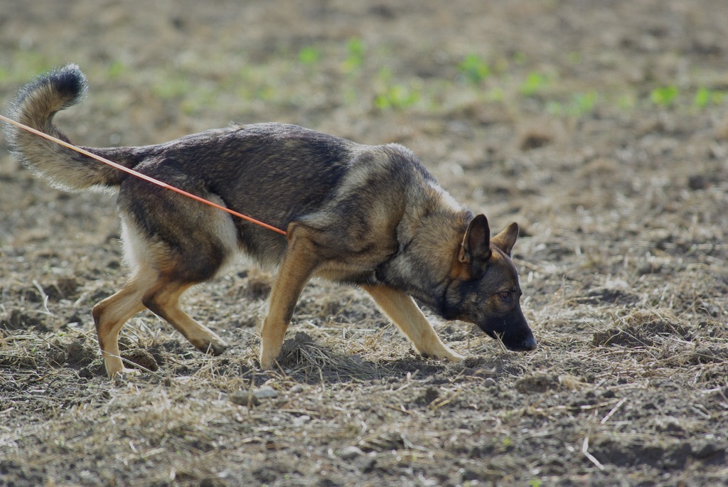 tracking dog